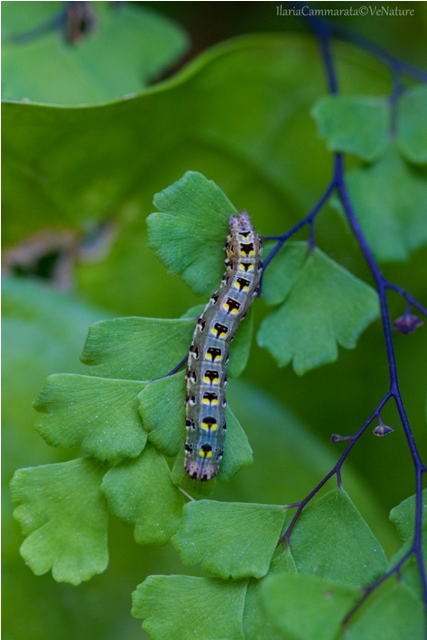 Larva da identificare