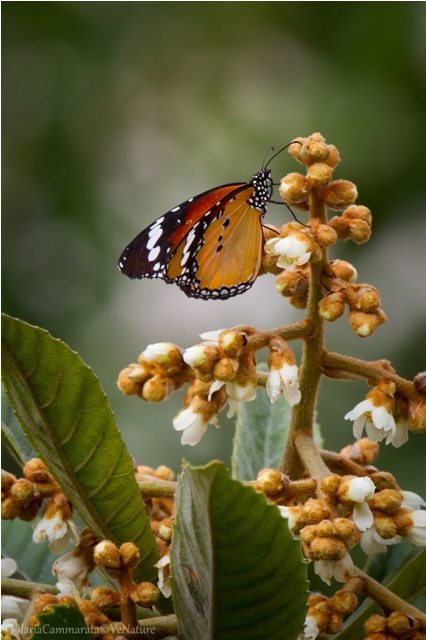 Danaus chrysippus