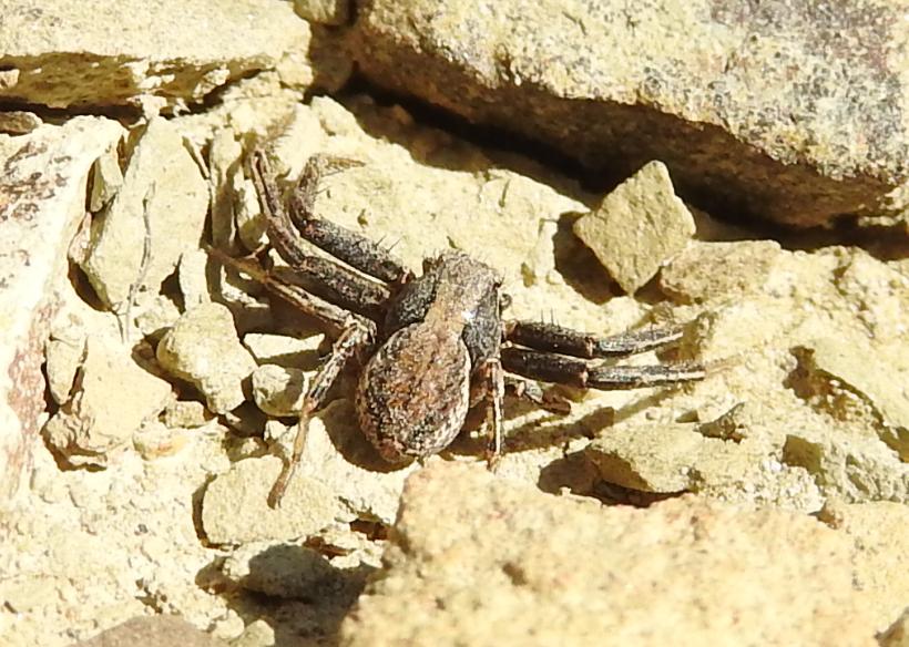 Xysticus sp. (cfr.) - Gorgoglione (MT)