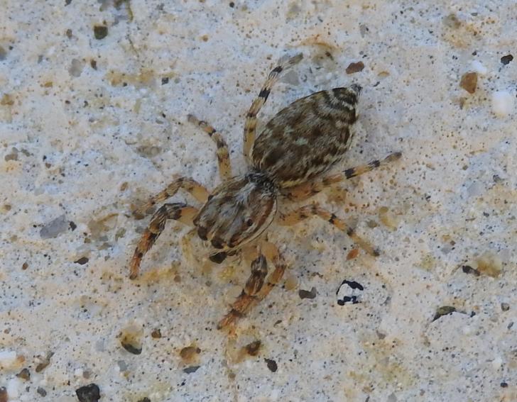 Pseudicius sp. - Gorgoglione (MT)