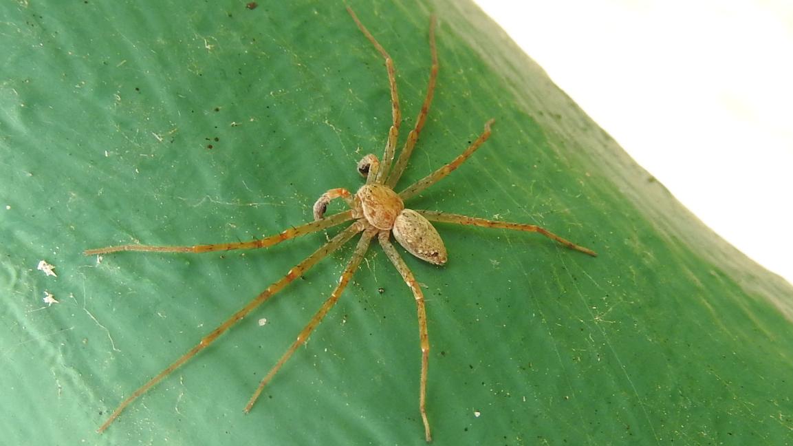 Philodromus sp. - Gorgoglione (MT)