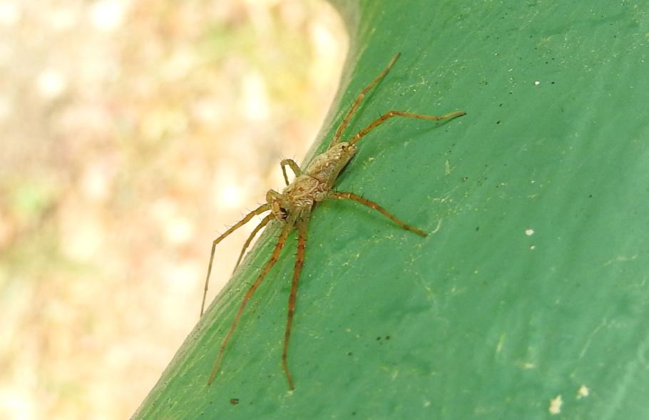 Philodromus sp. - Gorgoglione (MT)