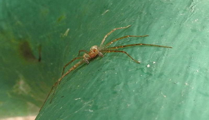 Philodromus sp. - Gorgoglione (MT)