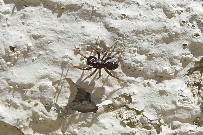 Asagena sp., maschio - Gorgoglione (MT)