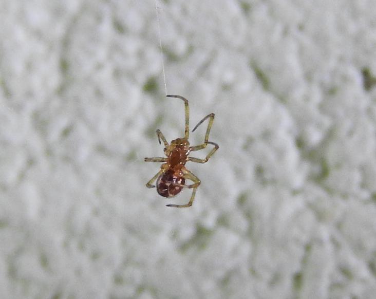 Steatoda triangulosa (cfr.) - Gorgoglione (MT)