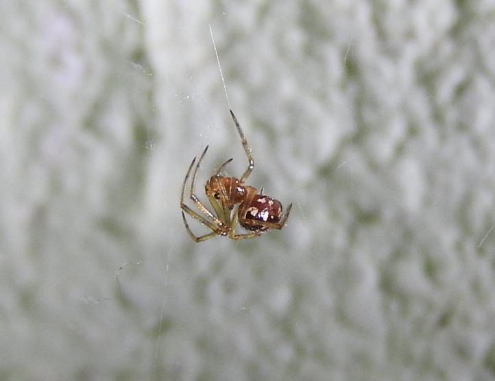 Steatoda triangulosa (cfr.) - Gorgoglione (MT)