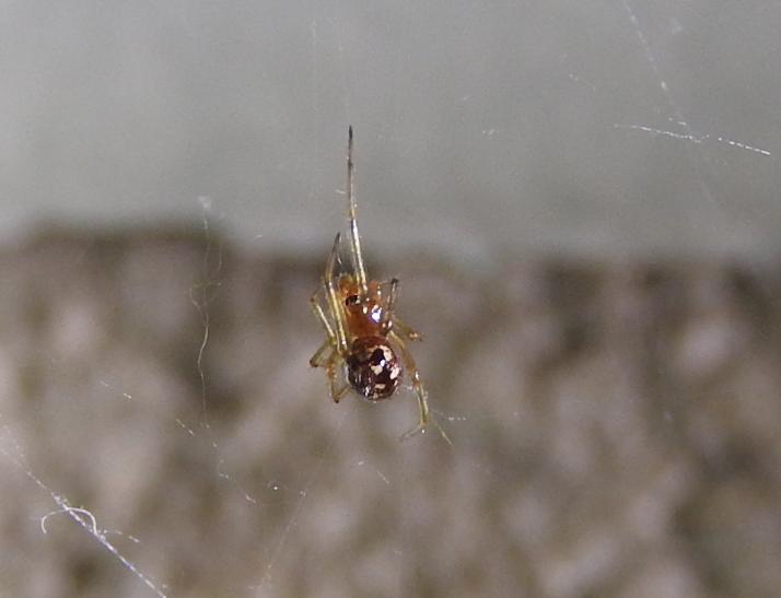 Steatoda triangulosa (cfr.) - Gorgoglione (MT)