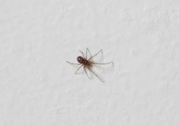 Steatoda triangulosa (cfr.) - Gorgoglione (MT)