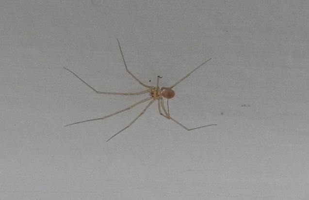 Pholcus phalangioides - Gorgoglione (MT)