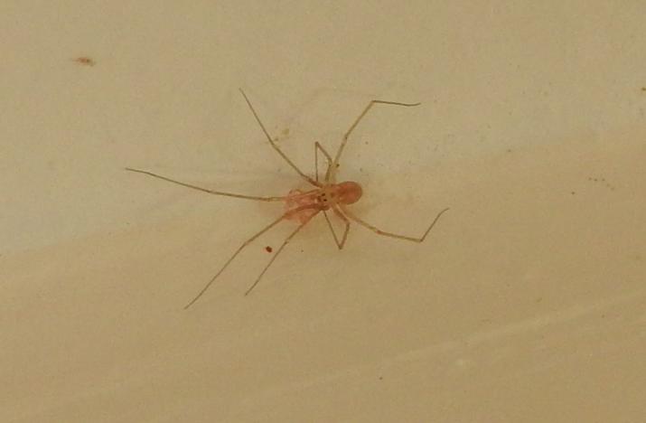 Pholcus phalangioides - Gorgoglione (MT)