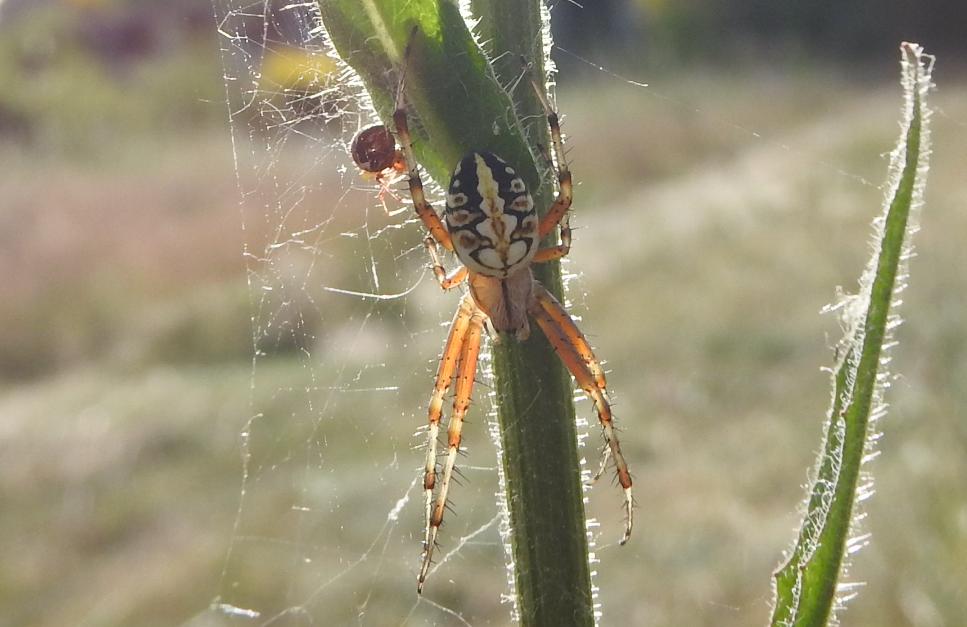 Neoscona adianta? S ! Gorgoglione (MT)