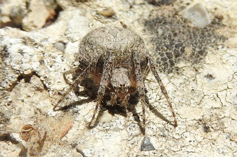 Neoscona subfusca - Gorgoglione (MT)