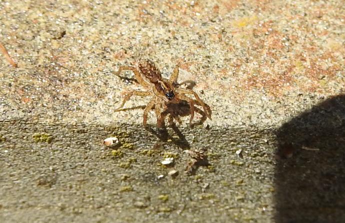 Pardosa sp. - Gorgoglione (MT)