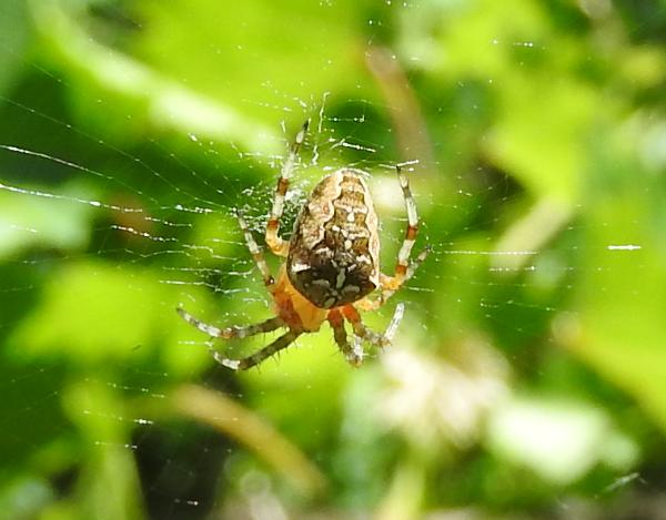 tre colorazioni di Araneus diadematus - Gorgoglione (MT)