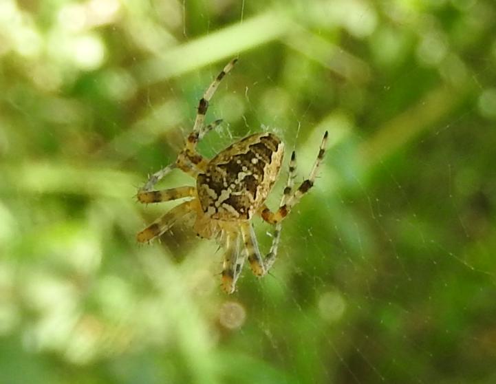 tre colorazioni di Araneus diadematus - Gorgoglione (MT)