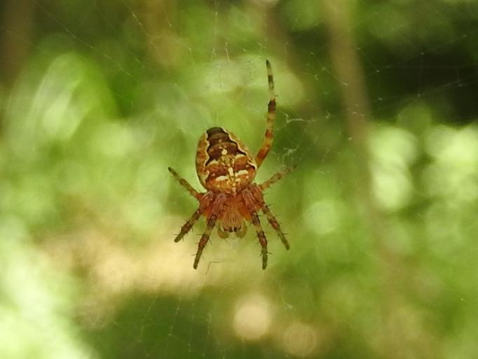 tre colorazioni di Araneus diadematus - Gorgoglione (MT)