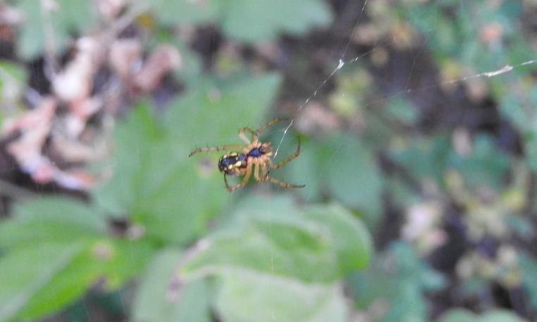 Mangora acalypha? S - Gorgoglione (MT)