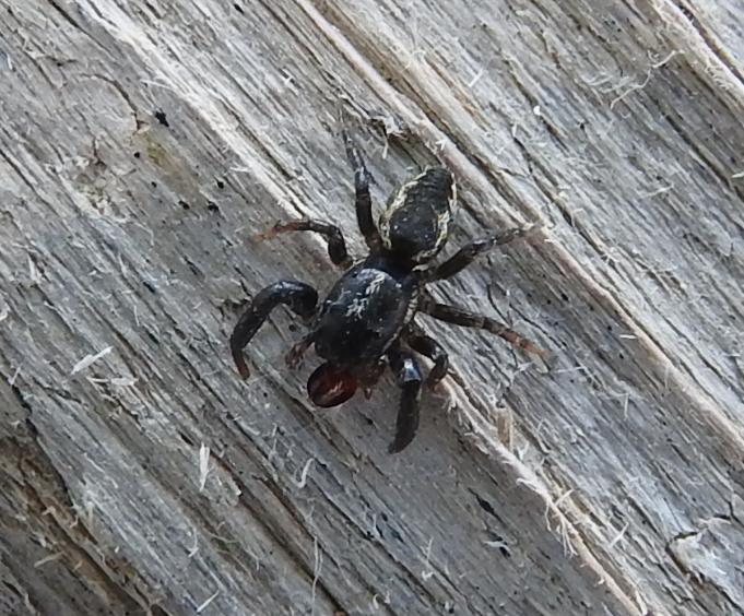 Salticidae da ID