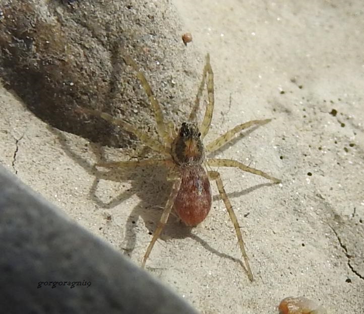 Pardosa sp., giovane -  Gorgoglione (MT)