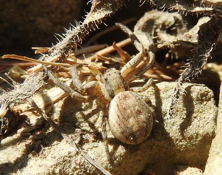 Xysticus sp. (cfr.) - Gorgoglione (MT)