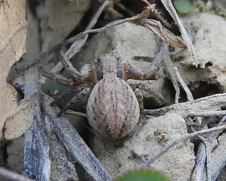 Xysticus sp. (cfr.) - Gorgoglione (MT)