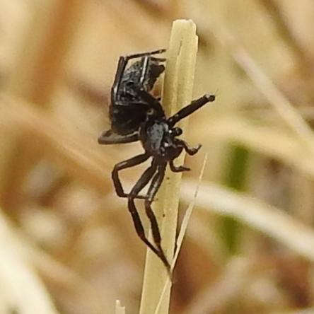 Theridiidae nero: Euryopis episinoides, femmina - Gorgoglione (MT)