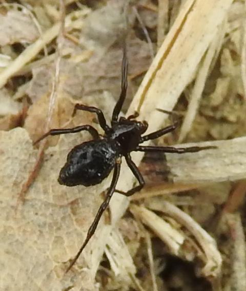 Theridiidae nero: Euryopis episinoides, femmina - Gorgoglione (MT)