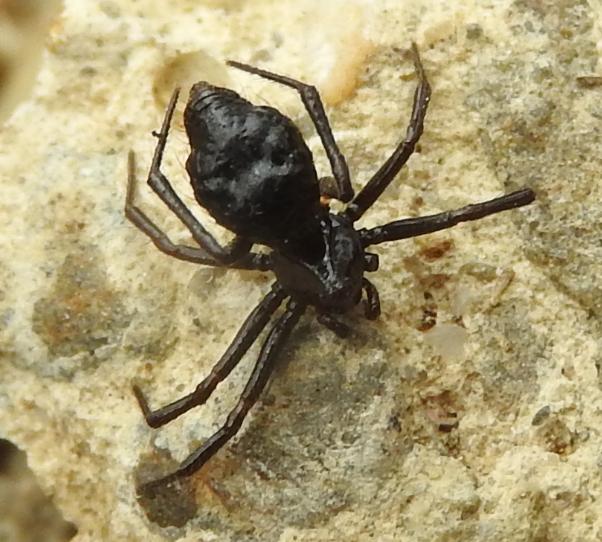 Theridiidae nero: Euryopis episinoides, femmina - Gorgoglione (MT)