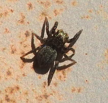 Salticidae nero