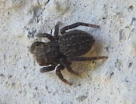 Salticidae nero