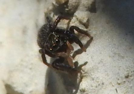 Salticidae nero