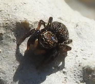 Salticidae nero