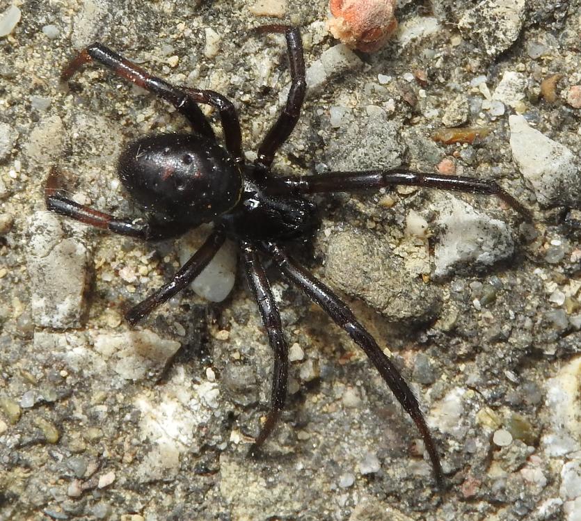 Steatoda paykulliana (sesso e et)