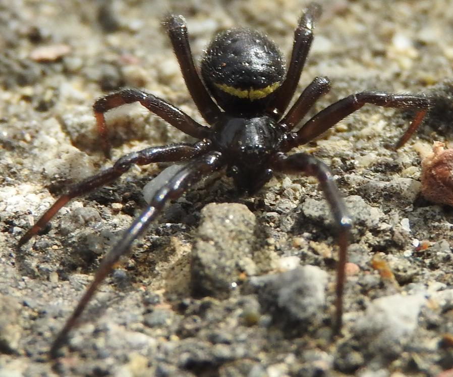 Steatoda paykulliana (sesso e et)