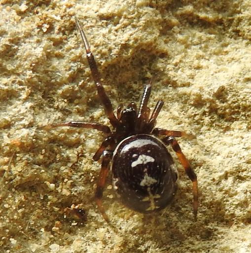 Steatoda paykulliana (sesso e et)