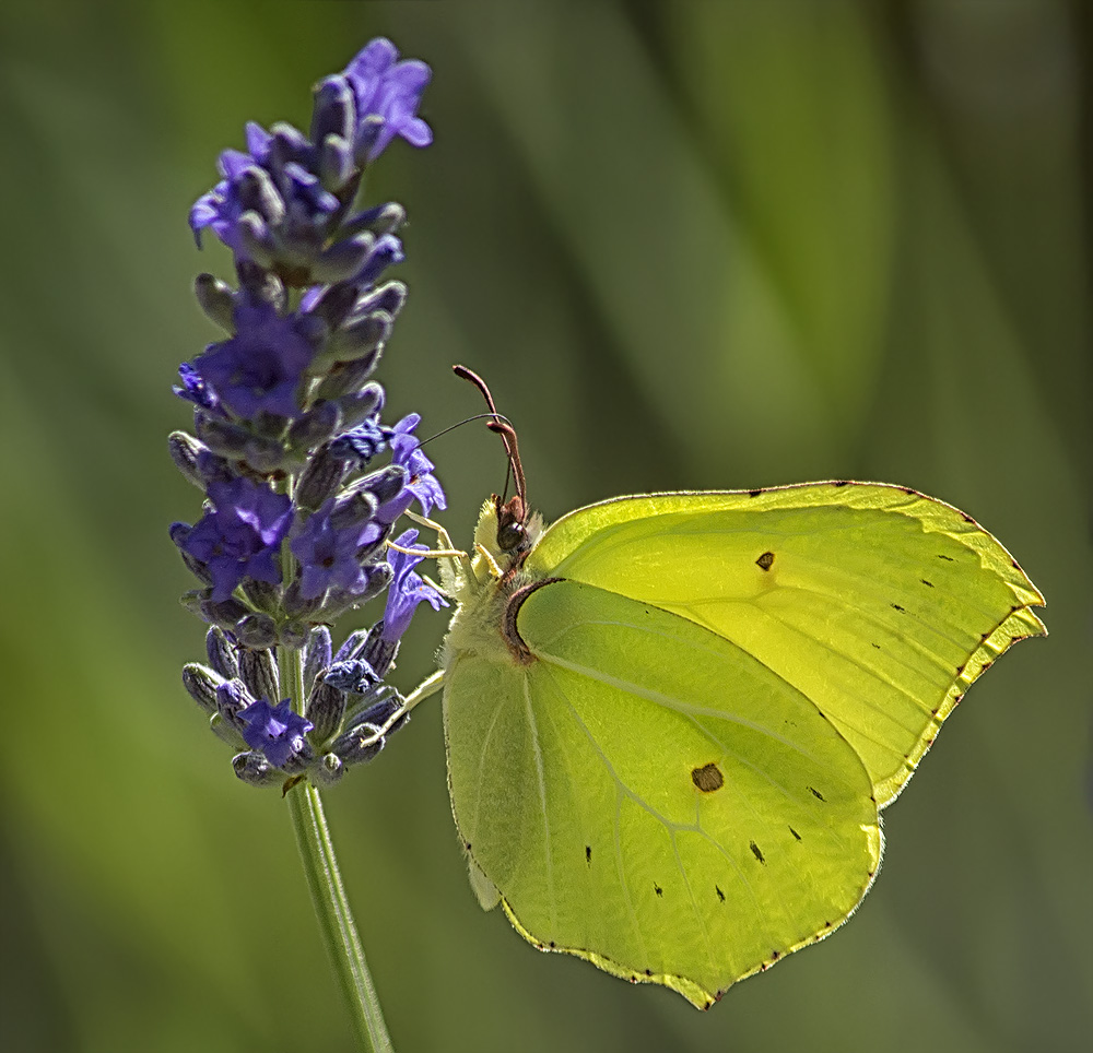 Farfalla Specie - Gonepteryx rhamni