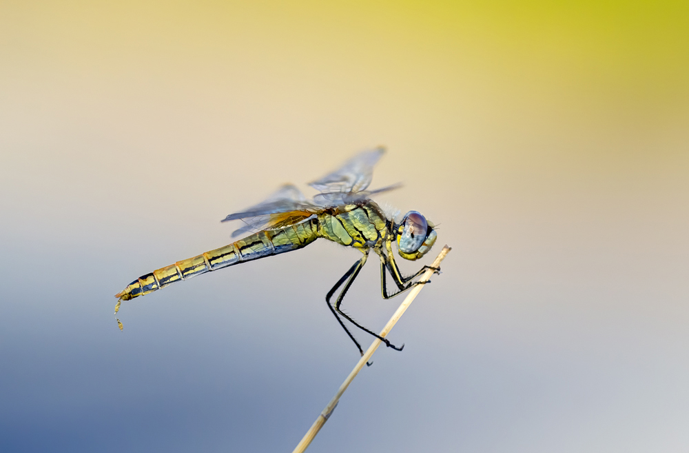 Libellula - Sympetrum fonscolombii