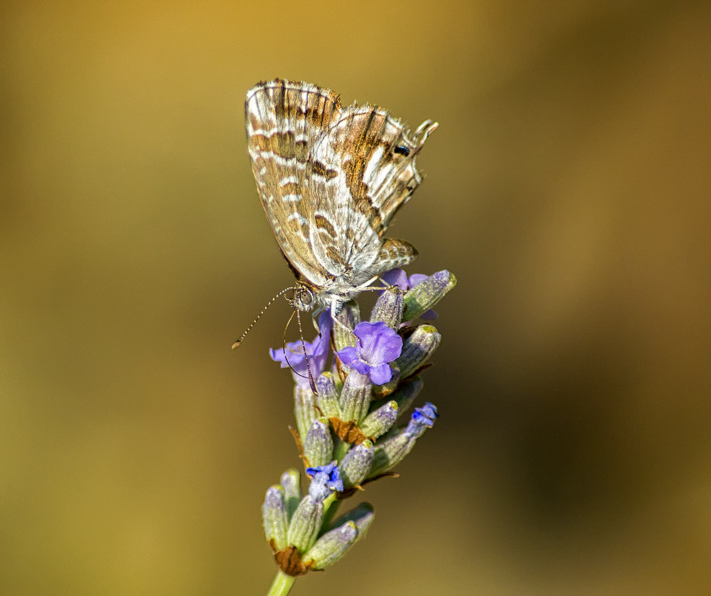 Farfalla specie - Cacyreus marshalli