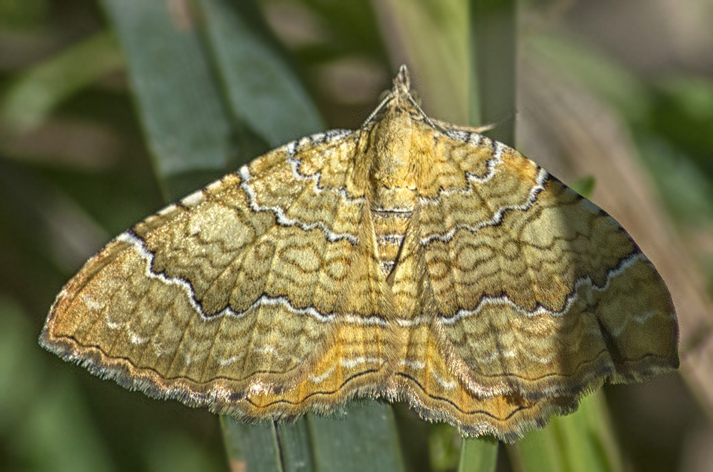 Farfalla - Camptogramma bilineata