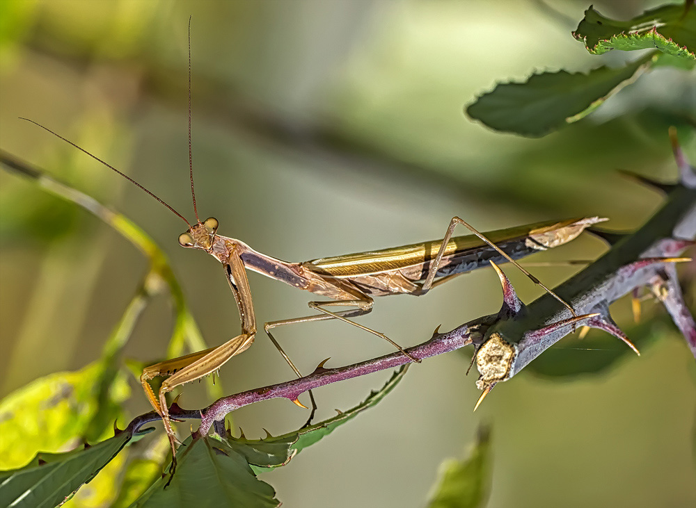 maschio di Mantis religiosa