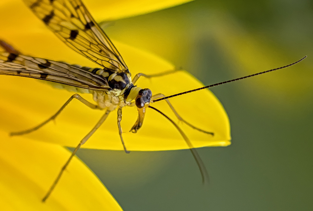 Panorpa sp.