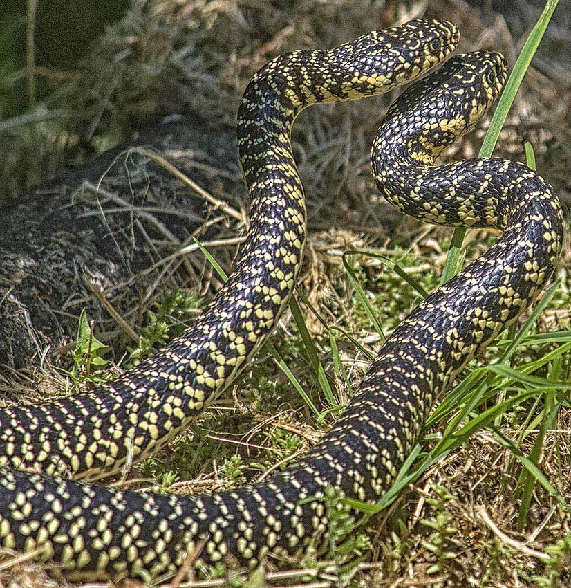 Serpenti (Hierophis viridiflavus )