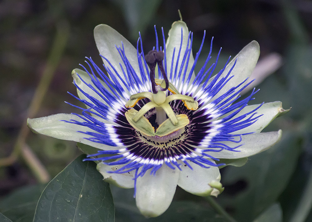 Passiflora caerulea