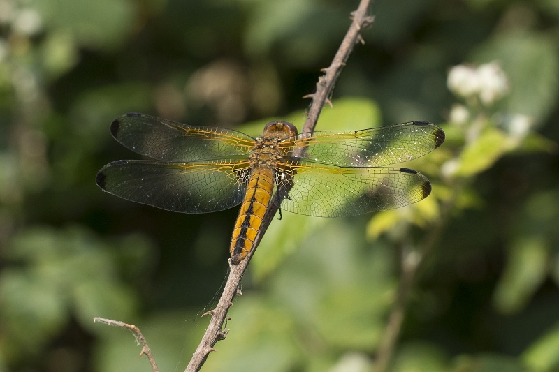 Libellula fulva, femmina