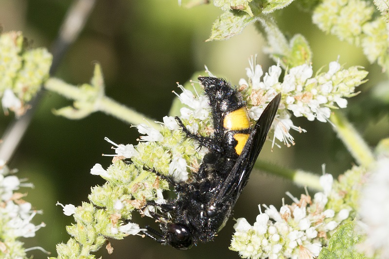 Grossa vespa: Scolia hirta, Scoliidae