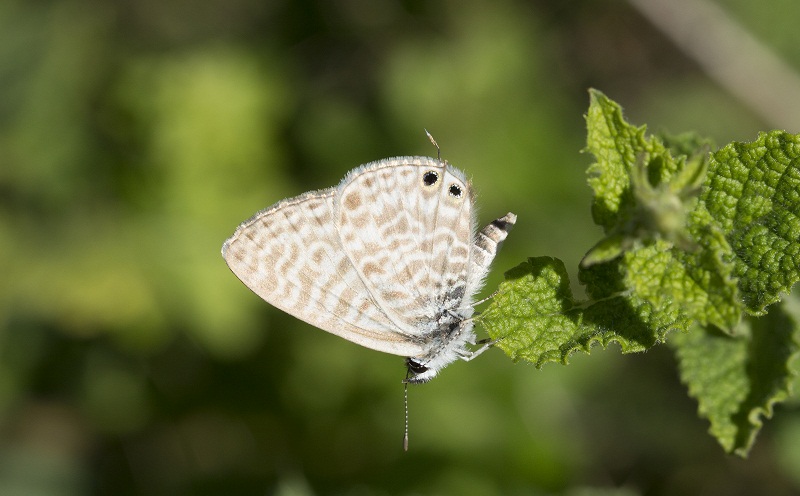 Piccola farfalla - Leptotes pirithous