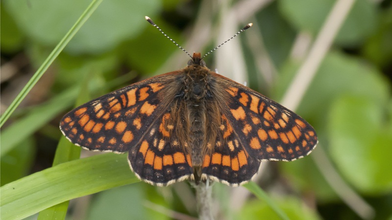 Da id: Euphydryas intermedia - Nymphalidae