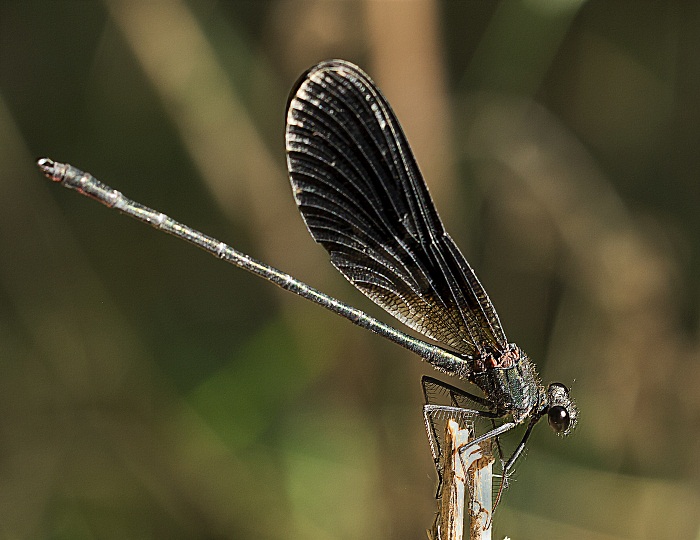 Da id: Calopteryx haemorrhoidalis