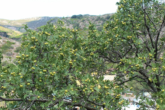 Crataegus azarolus (Rosaceae)