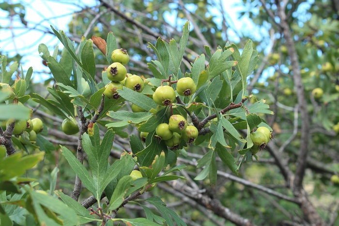 Crataegus azarolus (Rosaceae)